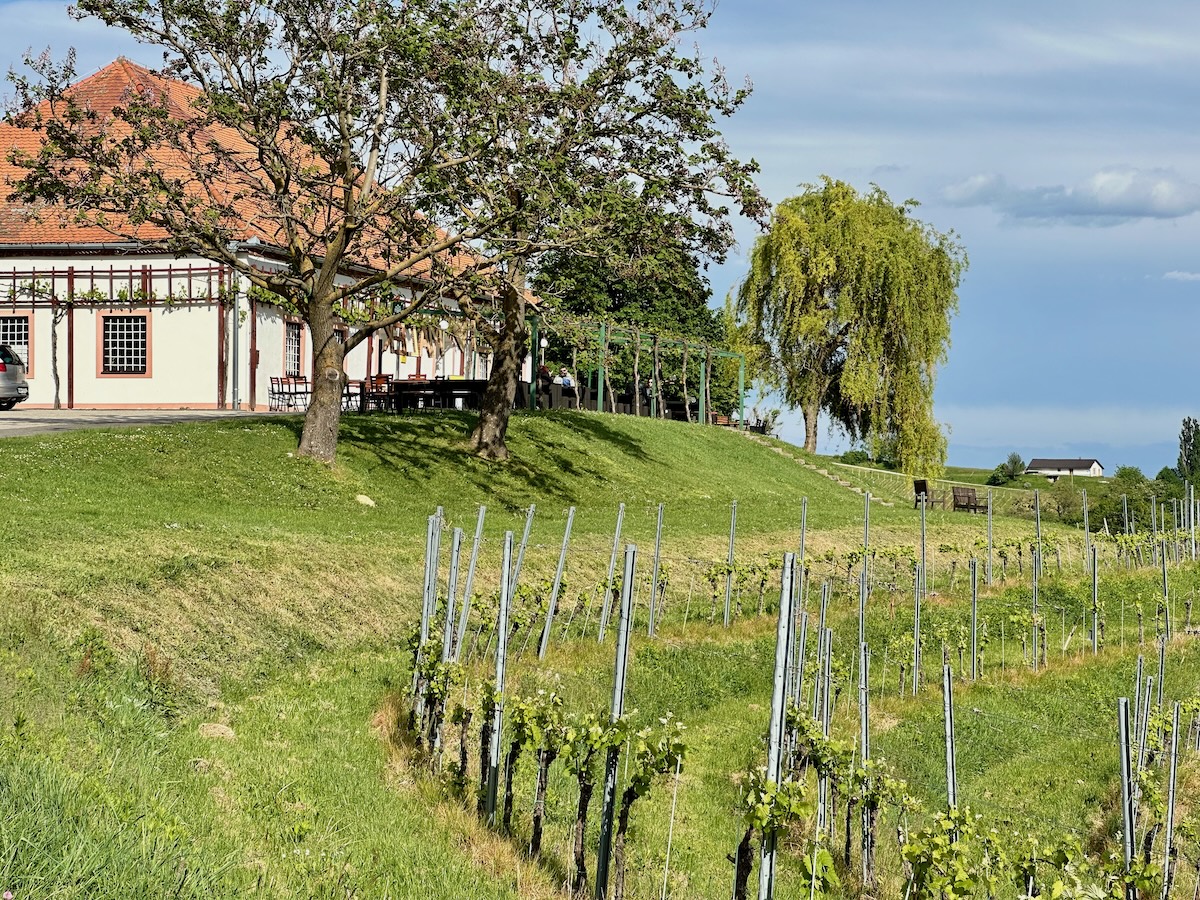 Das Winzerhaus Malek steht schon seit 350 Jahren hier und ist heute ein beliebtes Ausflugsziel.