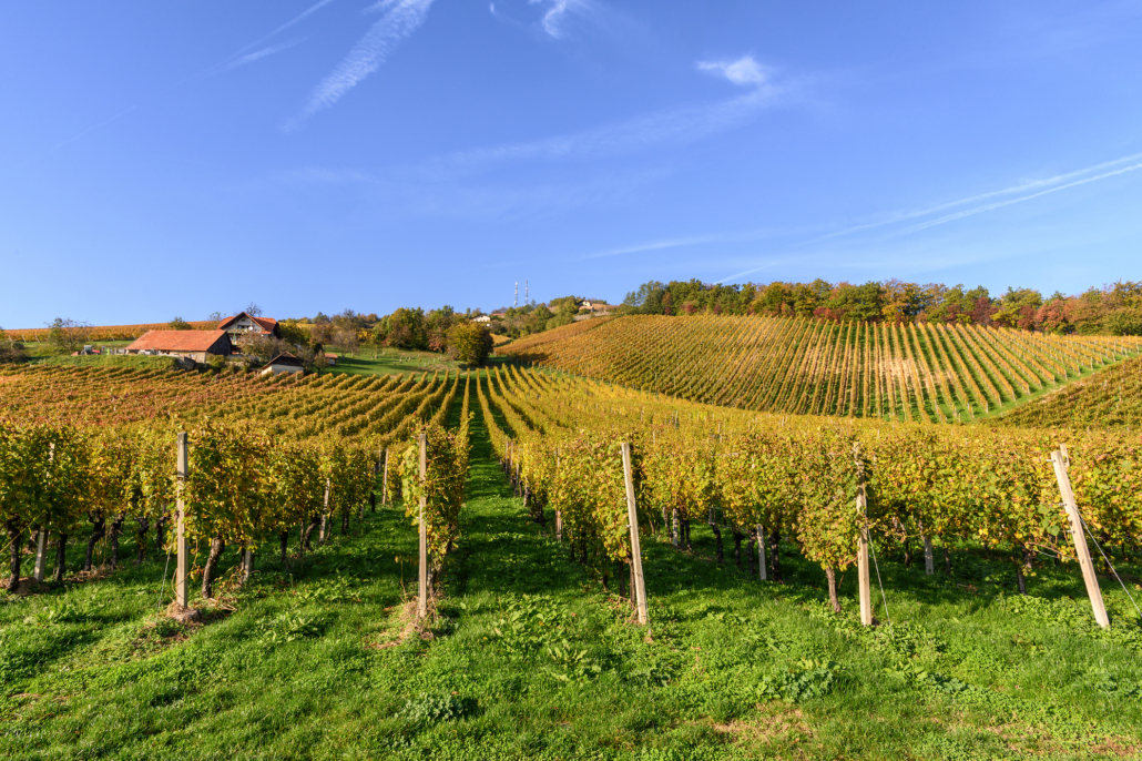 Die Posavje ist das zweitgrößte Weinbaugebiet in Slowenien.