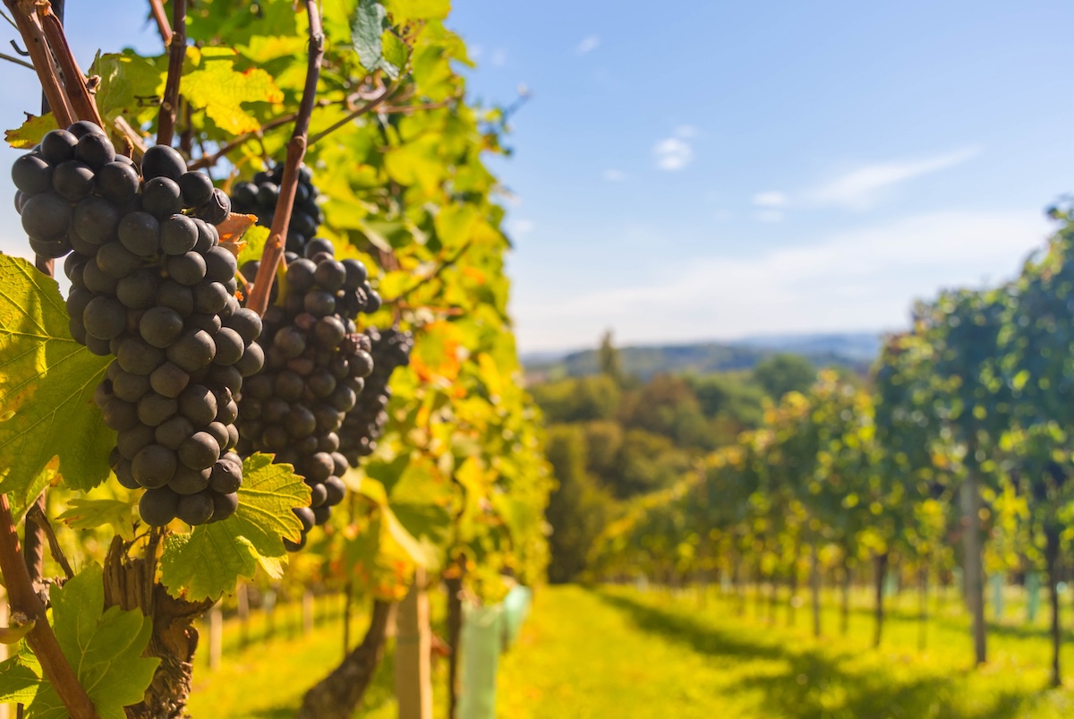 Saftige Weintrauben warten an sonnigen Hängen auf die Weinlese.