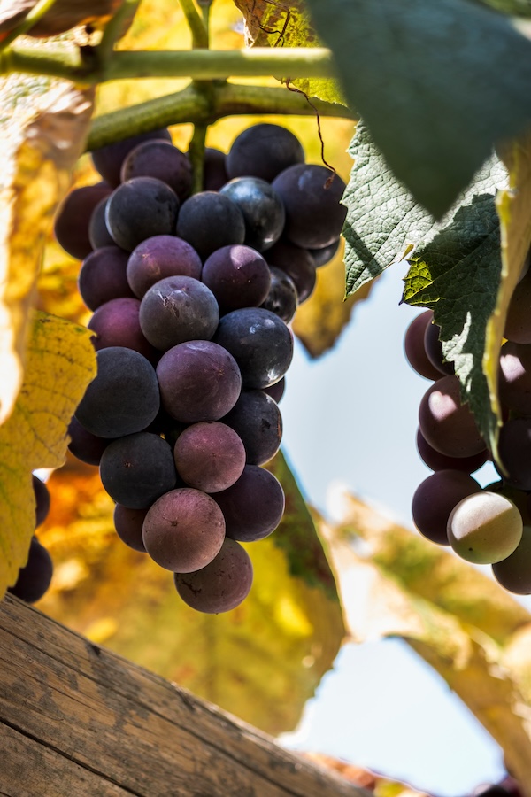 Saftige Weintrauben warten auf die herbstliche Lese