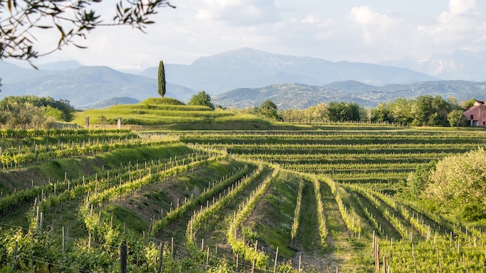 Die Weinberge von Ramandolo schmiegen sich an die steilen Hänge unter dem Berg Bernadia an.